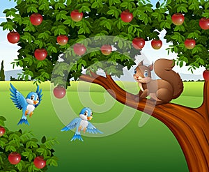 Cute squirrel on the apple tree