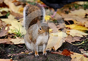 Cute squirrel in the autumn park