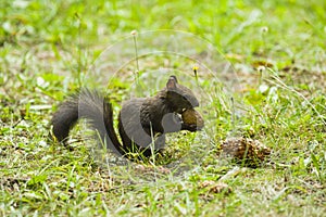 Cute squirrel carrying a nut