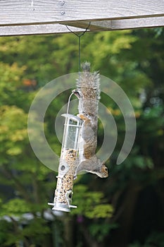 Cute squirrel climbing on bird feeder in garden