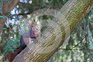 Cute squirrel climbing the tree photo