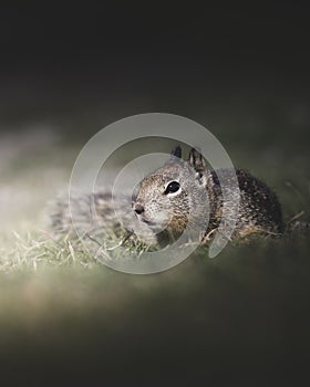 Cute Squirrel Crawling through the Grass in Springtime