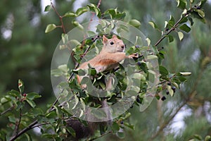Cute squirrel eating berries on a tree in the garden