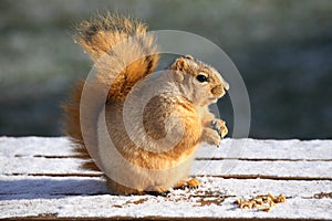 Cute Squirrel Eating