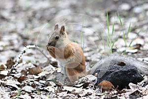 Cute squirrel eating in grass in the park