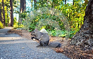 Cute squirrel eating on the ground in the park