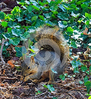 A cute squirrel eating its find