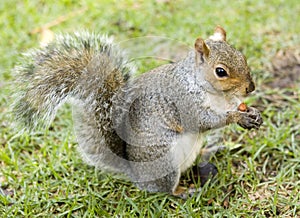 Cute squirrel eating a nut