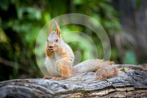 Cute squirrel eating nut