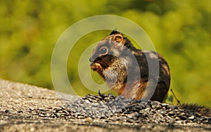 Cute squirrel eating a nut