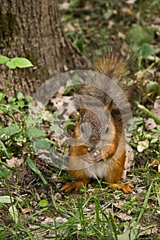 Cute squirrel eating nut