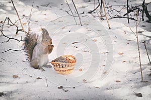 Cute squirrel eating nut