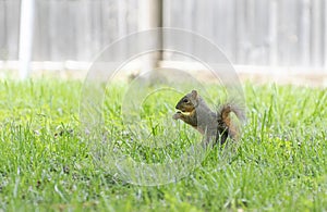 Cute Squirrel eating a nut in a grassy backyard