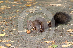 Cute squirrel is eating a nut on the ground in the park