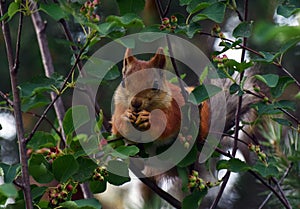 Squirrel eating berries on a tree in the garden