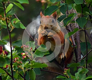 Squirrel eating berries on a tree in the garden