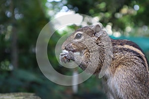 A cute squirrel eating a walnut in a forest.