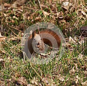 Cute squirrel eating a walnut