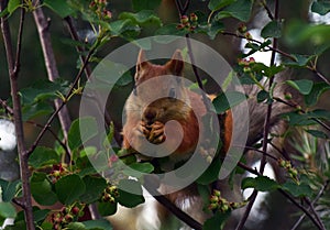 Cute squirrel eats berries on a tree in the forest