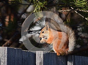 Cute squirrel eats nut and smiles