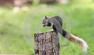 Cute squirrel eats nuts in the forest.