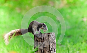 Cute squirrel eats nuts in the forest.