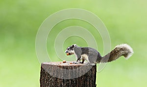 Cute squirrel eats nuts in the forest.
