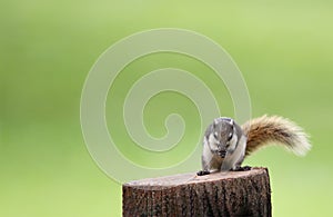 Cute squirrel eats nuts in the forest.