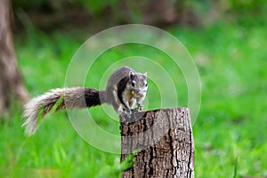 Cute squirrel eats nuts in the forest.