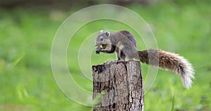 Cute squirrel eats nuts in the forest.