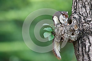 Cute squirrel eats nuts in the forest.