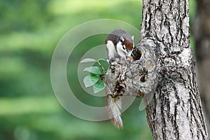 Cute squirrel eats nuts in the forest.