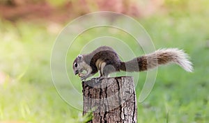 Cute squirrel eats nuts in the forest.