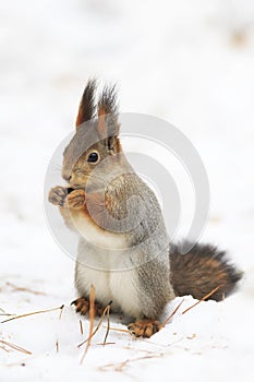 Cute squirrel eats nuts and seeds in the winter in the Park