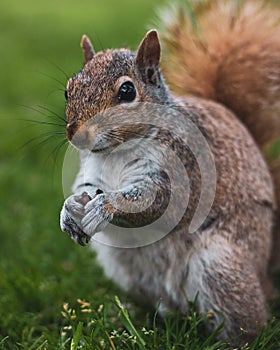 Cute squirrel gnawing nuts on the grass in the park