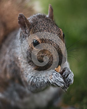 Cute squirrel gnawing nuts on the grass in the park