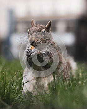 Cute squirrel gnawing nuts on the grass in the park