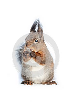 Cute squirrel gnaws a nut on a white background close-up