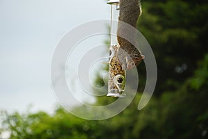 Cute squirrel hanging from bird feeder in garden