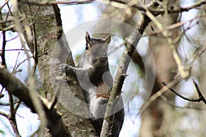 Cute squirrel hanging out in the tree