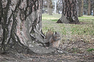 Cute Squirrel at the High Park