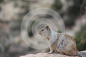 A cute squirrel, isolated, day, sunny, sitting on a rock, looking for food. photo
