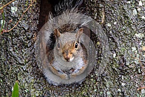 Cute squirrel in knothole of tree.
