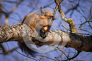 Cute squirrel licking branch