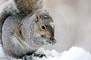 Carino scoiattolo mangiare sul di legno copertura bianco la neve Carino roditore 