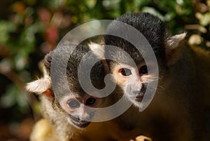 Cute squirrel monkey photo