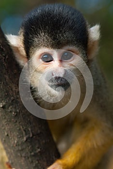 Cute squirrel monkey