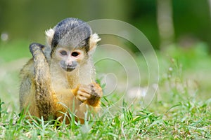 Cute squirrel monkey photo