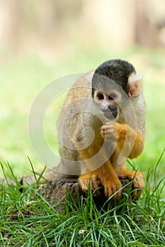 Cute squirrel monkey photo