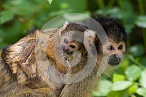 Cute squirrel monkey photo